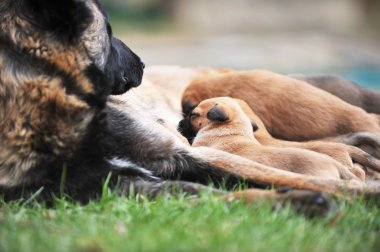 dişi köpek yavrusu ile