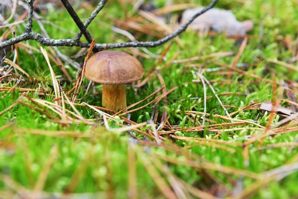 Forest mushrooms — Stock Photo, Image