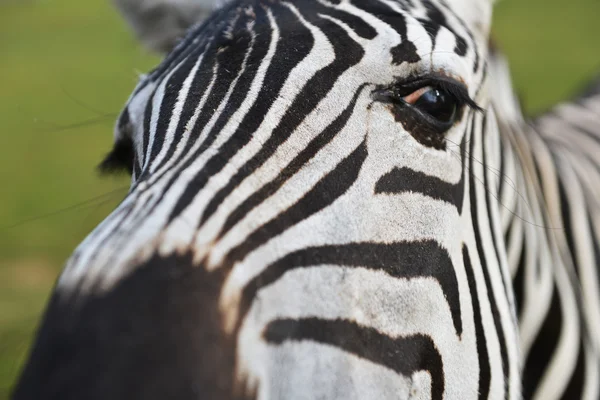 Zebra v oboru — Stock fotografie