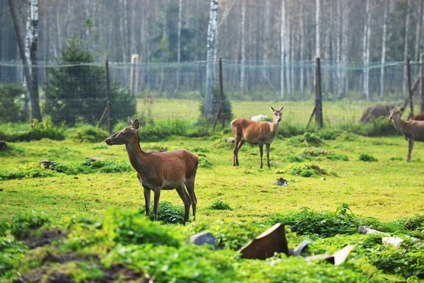 Roe-deer v poli — Stock fotografie
