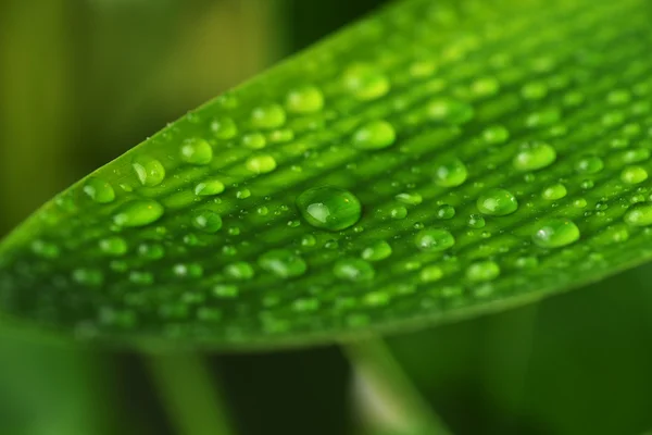 Feuille végétale verte — Photo