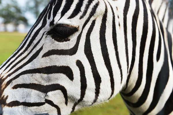 Zebra területén — Stock Fotó