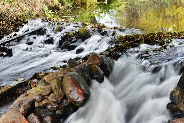 Fiume della foresta — Foto Stock