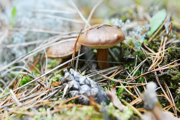 Forest mushrooms — Stock Photo, Image