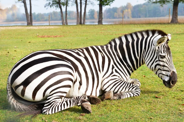 Zebra w dziedzinie — Zdjęcie stockowe