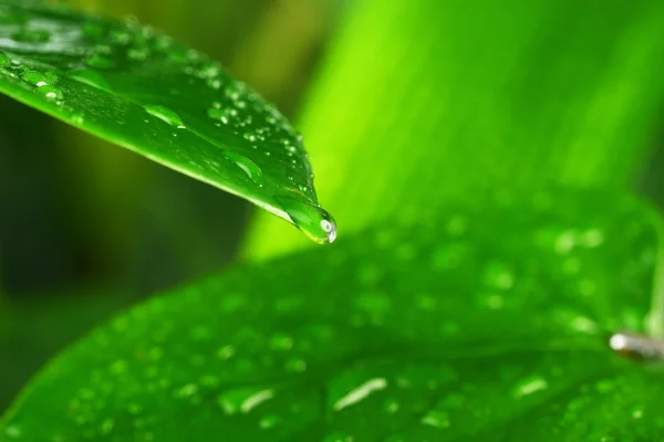 Hoja de planta verde — Foto de Stock