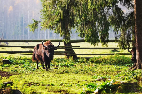 Yak dai capelli lunghi — Foto Stock