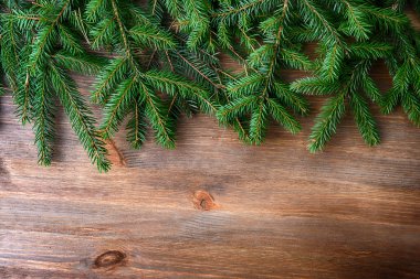 yeşil çam ağacının dalını