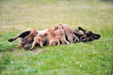 dişi köpek yavrusu ile