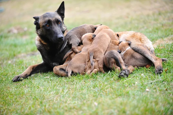 Cão fêmea com filhotes — Fotografia de Stock