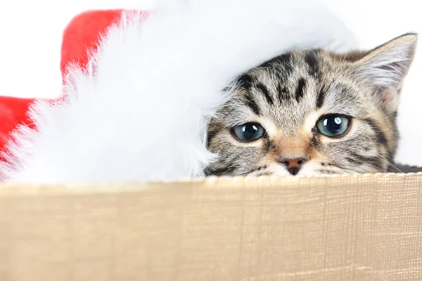 Gatito con santa claus sombrero — Foto de Stock