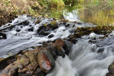 Orman'ın Nehri