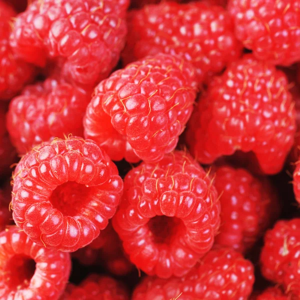 Ripe red raspberries — Stock Photo, Image