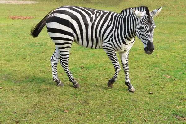 Zebra yeşil çimenlerin üzerinde — Stok fotoğraf