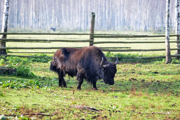 Dlouhé vlasy yak — Stock fotografie