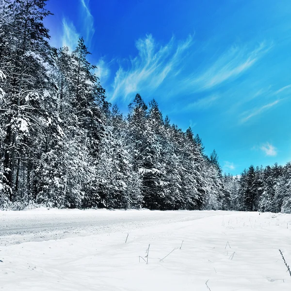 눈덮인 숲 — 스톡 사진