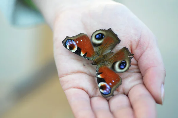 Farfalla coda di rondine a portata di mano — Foto Stock