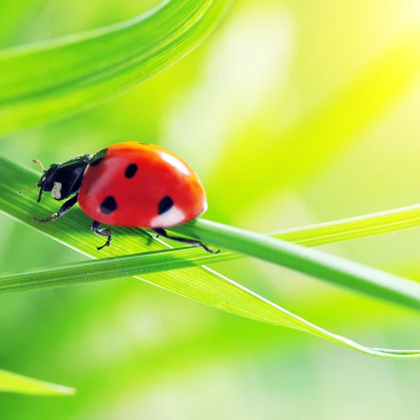 Yeşil çimlerde uğur böceği — Stok fotoğraf