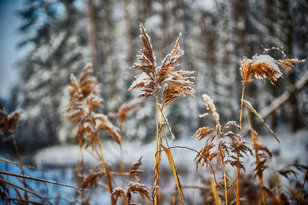 Rákosí na zamrzlém rybníku — Stock fotografie