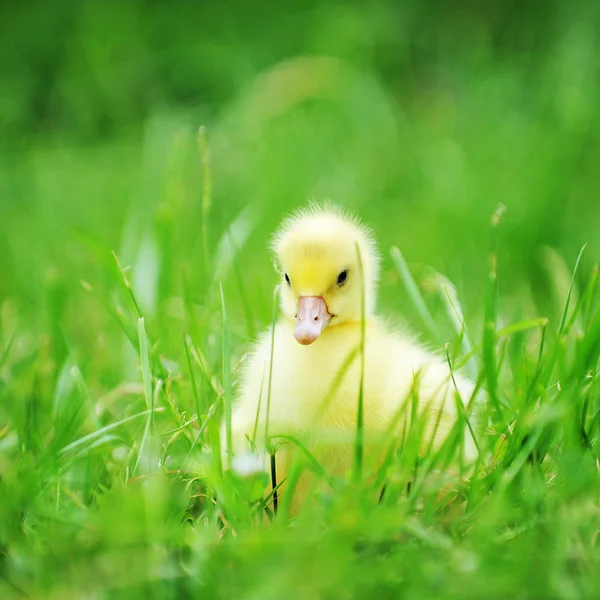 Eendje op groen gras — Stockfoto