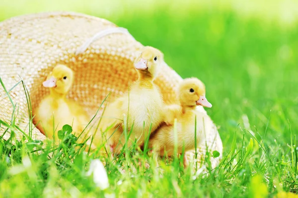 Three  fluffy  ducklings — Stock Photo, Image