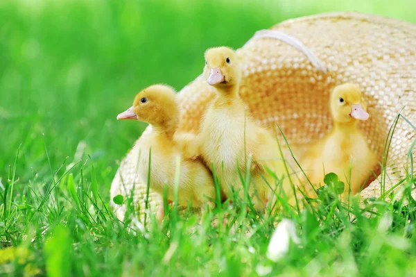 Three  fluffy  ducklings — Stock Photo, Image