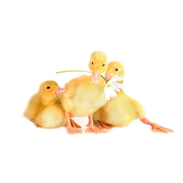 Yellow fluffy ducklings — Stock Photo, Image