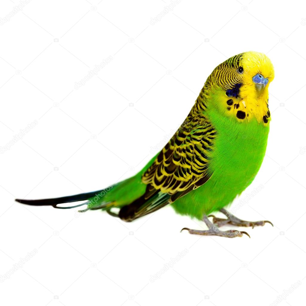 portrait of green budgerigar