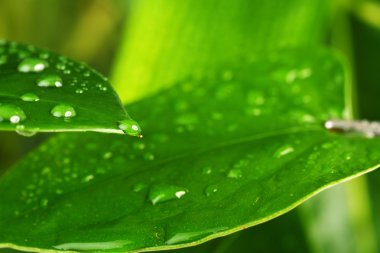 yeşil bitki yaprağı