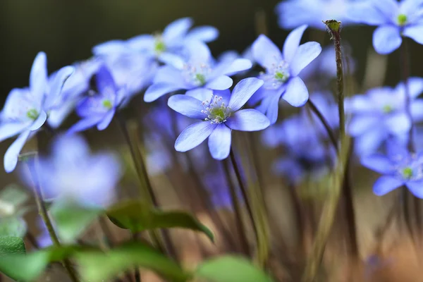 Belles fleurs bleues — Photo