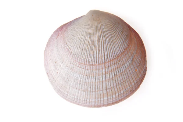 Beautiful sea shell — Stock Photo, Image