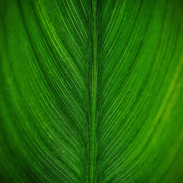 Hoja verde brillante — Foto de Stock