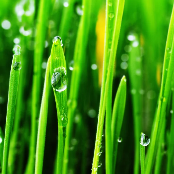 Green grass and drops — Stock Photo, Image