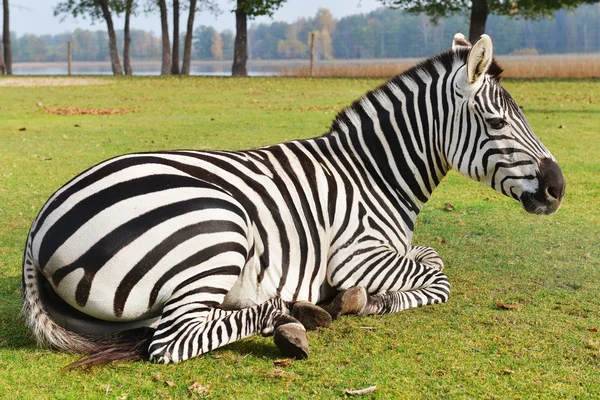 Zebra w zoo — Zdjęcie stockowe