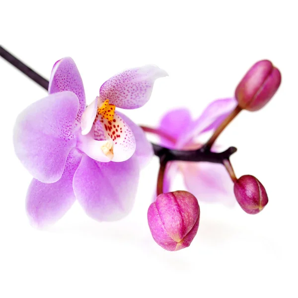 Fiori di bella orchidea isolata — Foto Stock