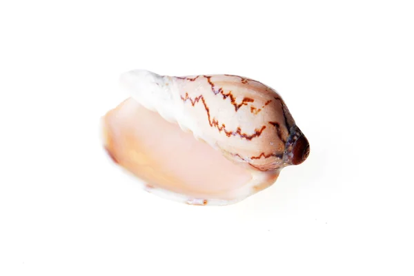 Beautiful sea shell — Stock Photo, Image