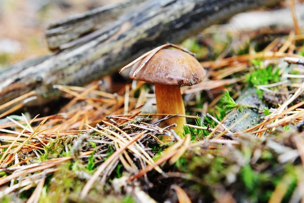 Forest mushroom — Stock Photo, Image