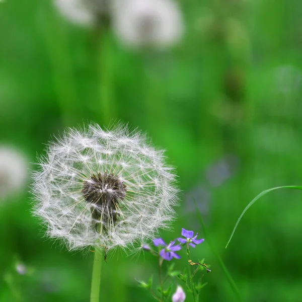 Dandelions in green field — Stock Photo, Image