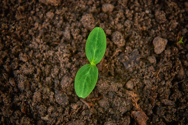 Green cucumber seedling — Stock Photo, Image