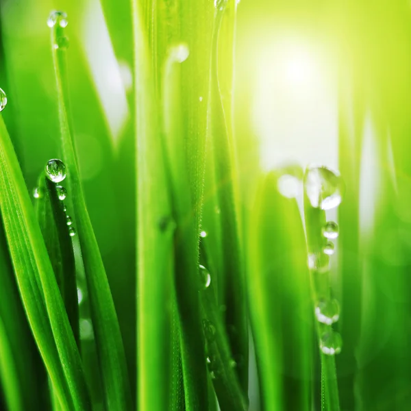 Grama verde e gotas — Fotografia de Stock