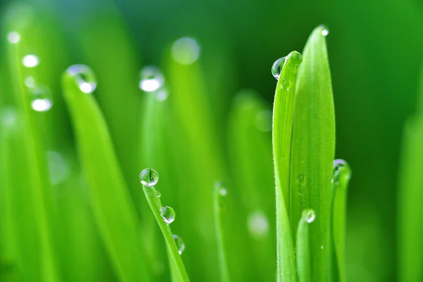 Green grass and drops — Stock Photo, Image