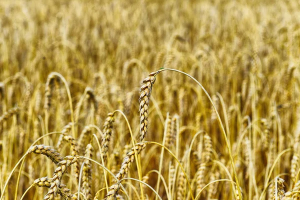 Campo in giorno d'estate — Foto Stock