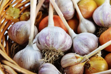 soğan ve sarımsak