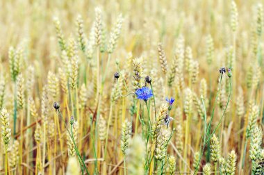 Peygamber buğday alanı