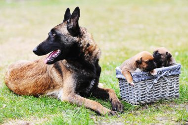 dog  with puppies