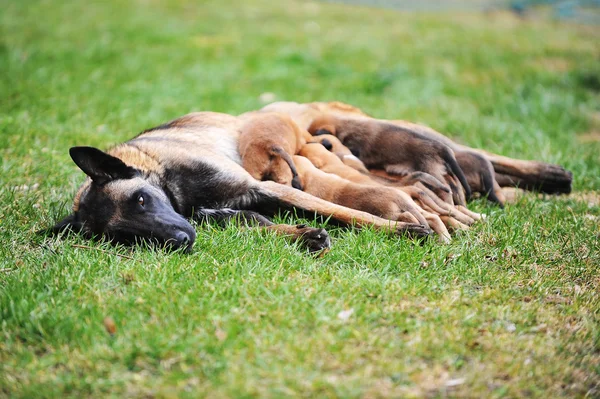 Female dog  with puppies — Stock Photo, Image