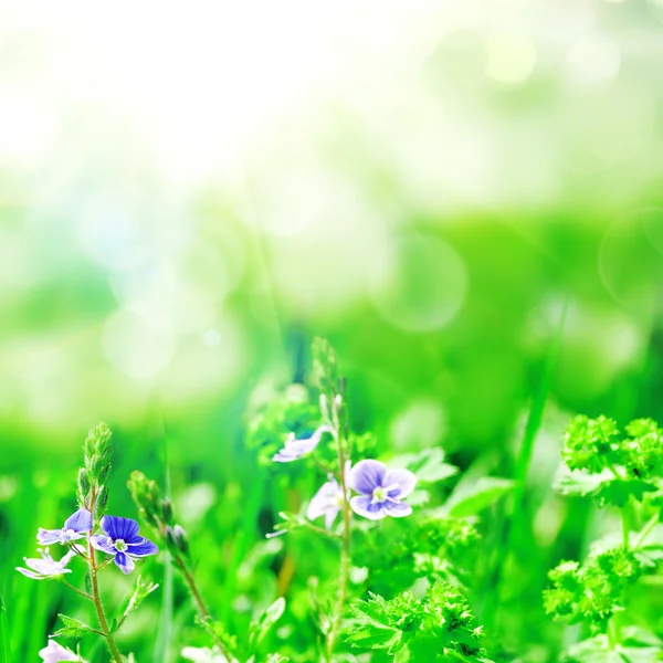 Bloemen bloeien in veld — Stockfoto