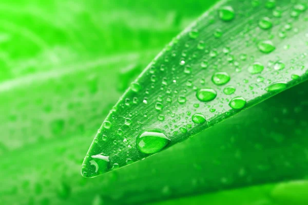 Зелений лист і краплі води — стокове фото
