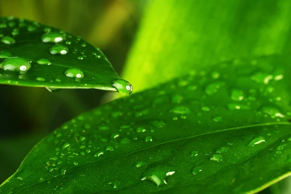 Folha de planta verde — Fotografia de Stock