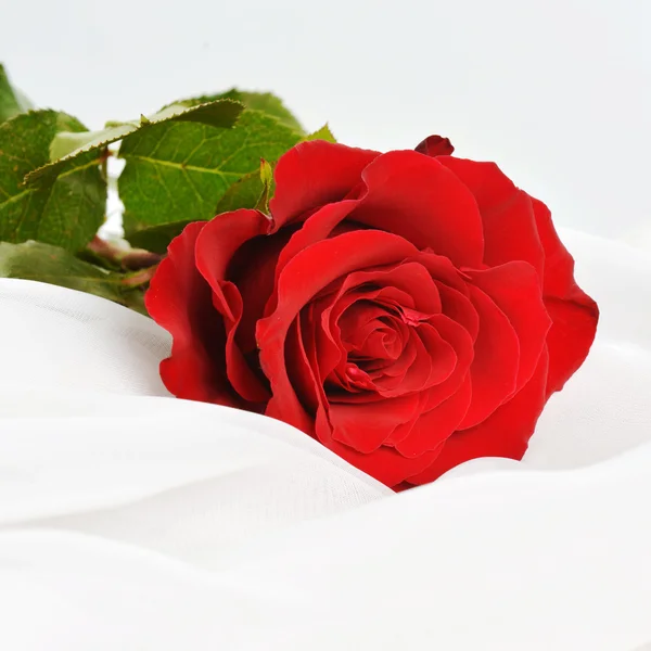 Blühende rote Rose — Stockfoto
